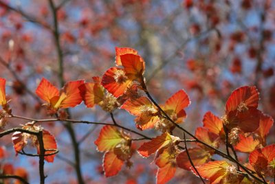 Fagus sylvatica 'Purpurea'- buk lesní 'Purpurea' (červený) - jarní větévka (2)